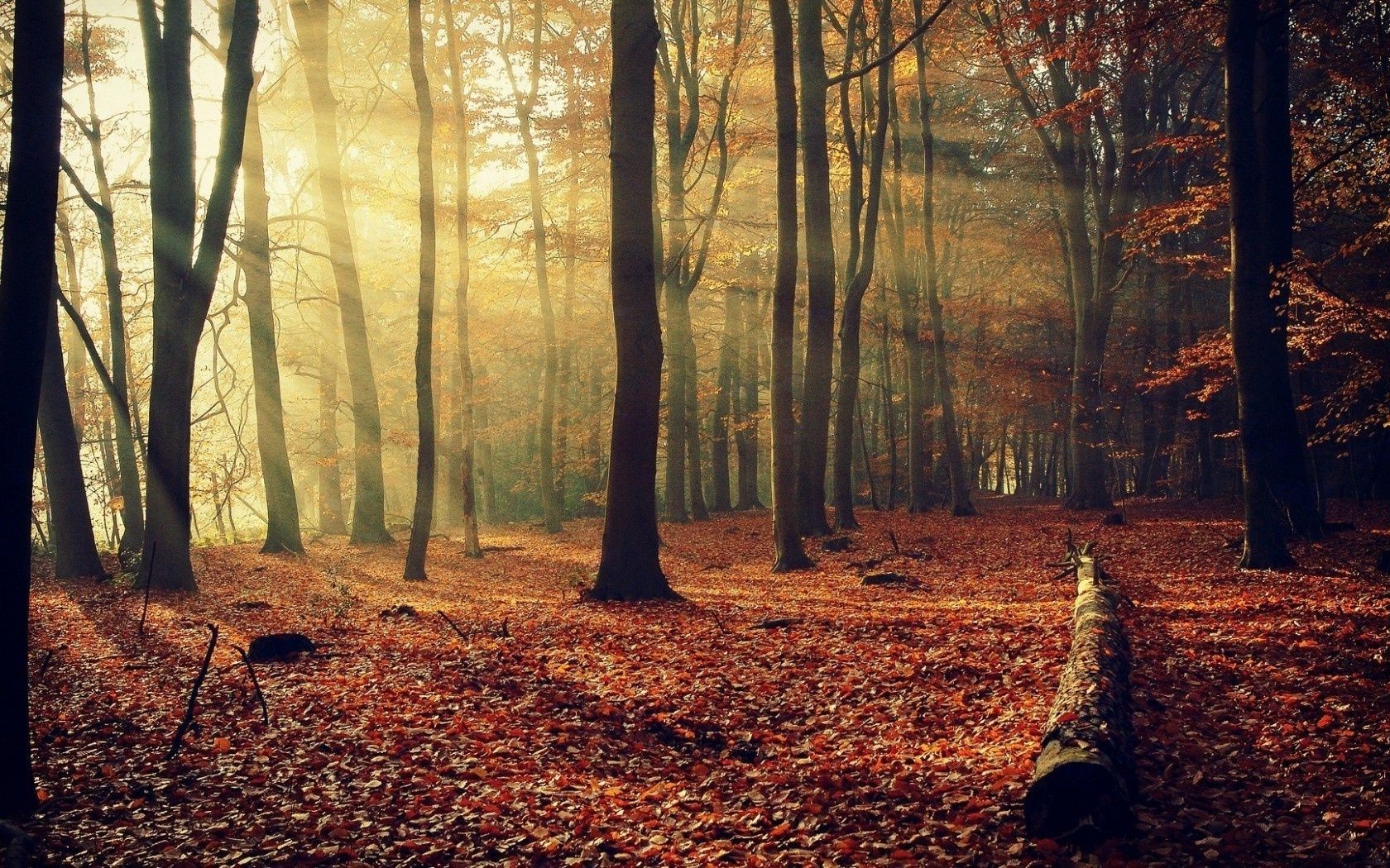 herbst herbst holz holz dämmerung blatt landschaft nebel nebel natur park zweig gutes wetter hintergrundbeleuchtung licht jahreszeit sonne landschaftlich buche guide