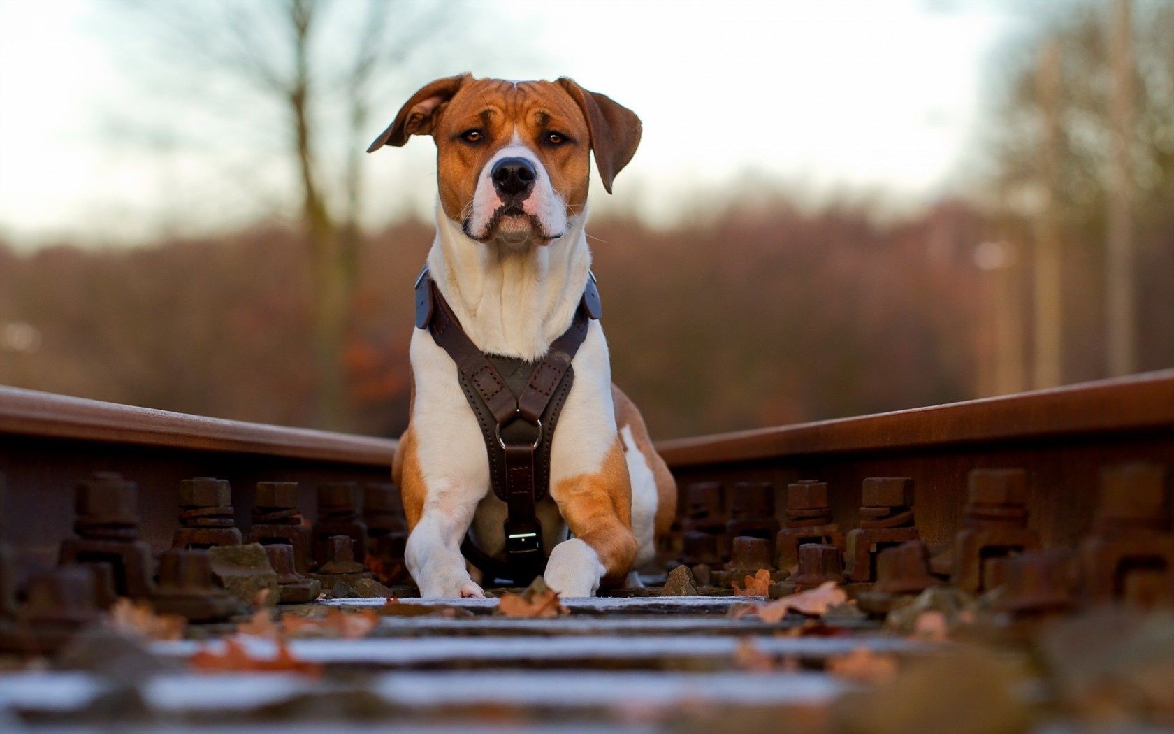 perros perro retrato solo mamífero sentarse al aire libre mascota perro lindo