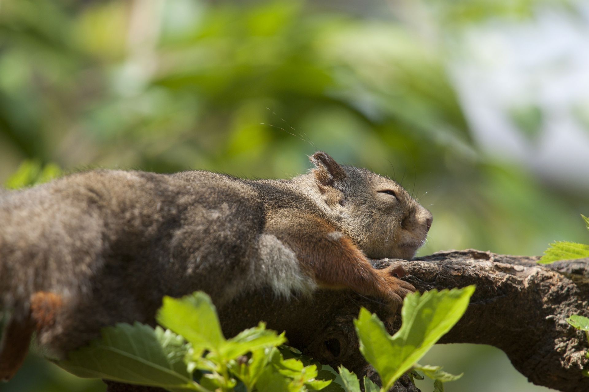 eichhörnchen tierwelt säugetier natur im freien holz eichhörnchen fell niedlich wild tier wenig nagetier baum