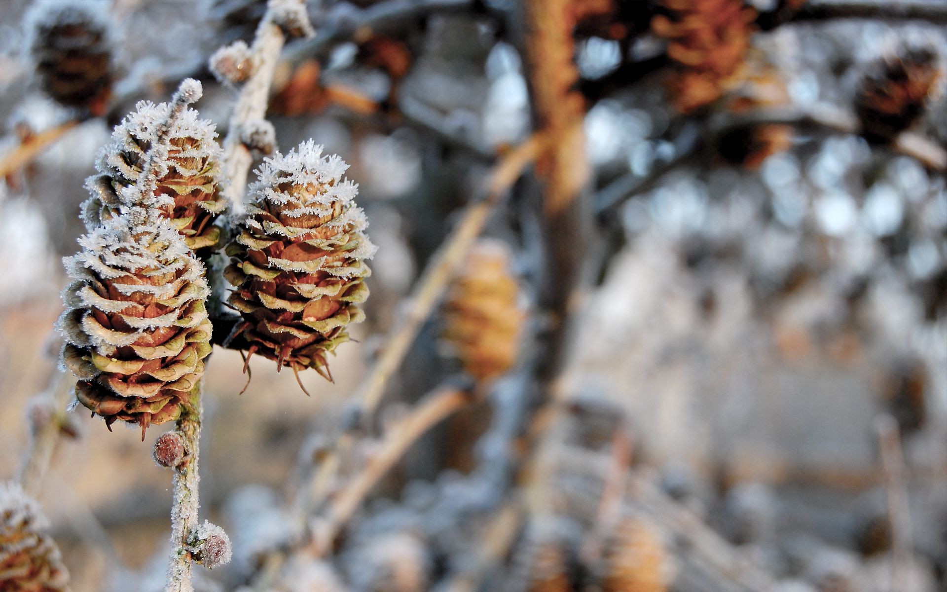 ağaçlar kış doğa ağaç sezon açık havada şube frost kar flora sonbahar yaprak ahşap noel