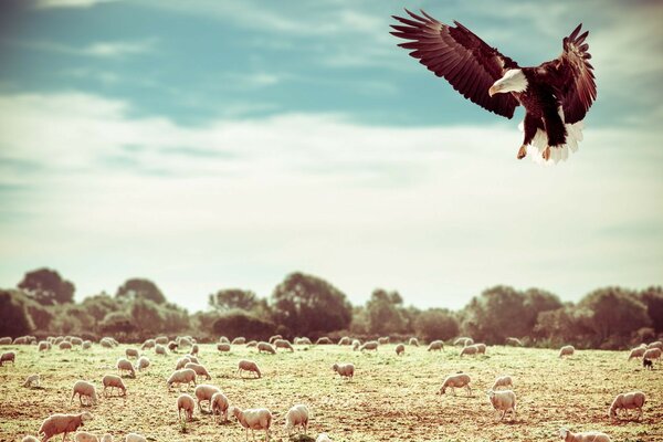 A bird of prey in the sky above a flock of sheep