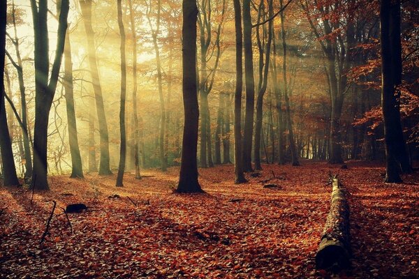 L aube du matin jette un coup d œil entre les arbres dans la forêt