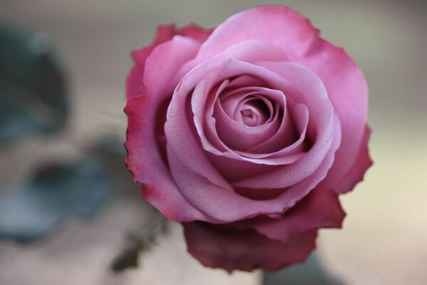 Symbole de couleur rose de l amour