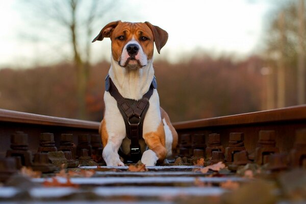 Raylardaki küçük bir köpeğin portresi