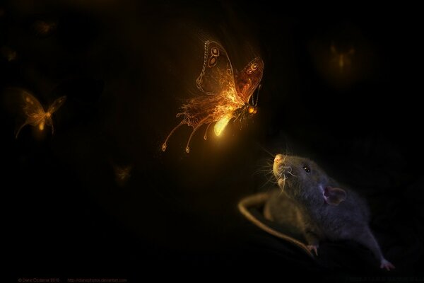 Fabulous transparent glowing butterflies with a mouse in the dark