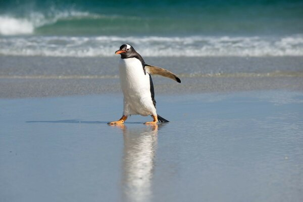 Pingüino indignado en la playa azul