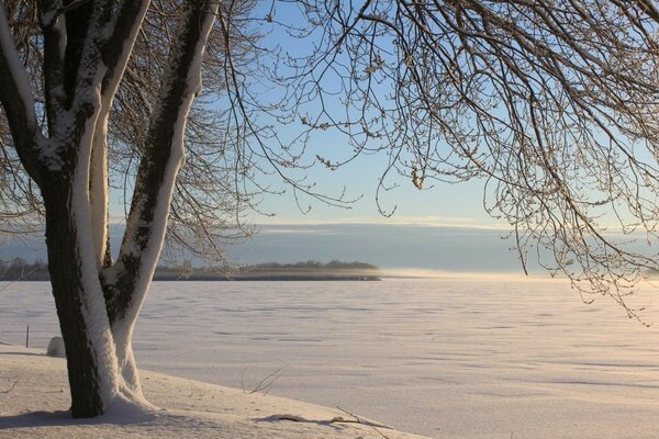 A snow-covered tree on a winter morning