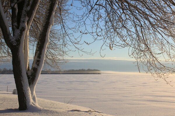Kış sabahı karla kaplı ağaç