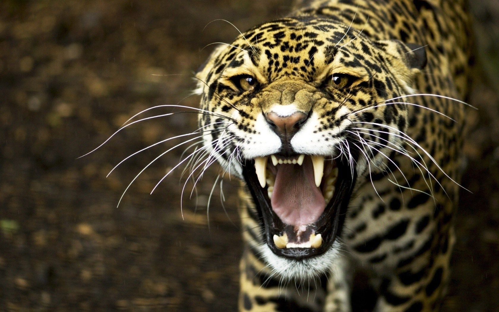 leoparlar kedi yaban hayatı hayvan hayvanat bahçesi yırtıcı hayvan memeli leopar kaplan portre doğa avcı safari tehlike orman kürk göz vahşi