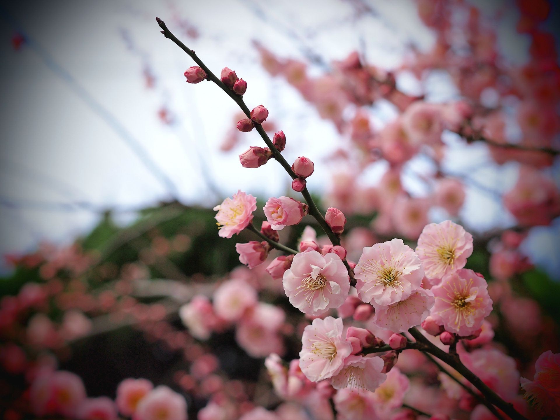 the flowers on the trees flower cherry branch flora tree garden nature blooming petal color season growth leaf apple bud floral