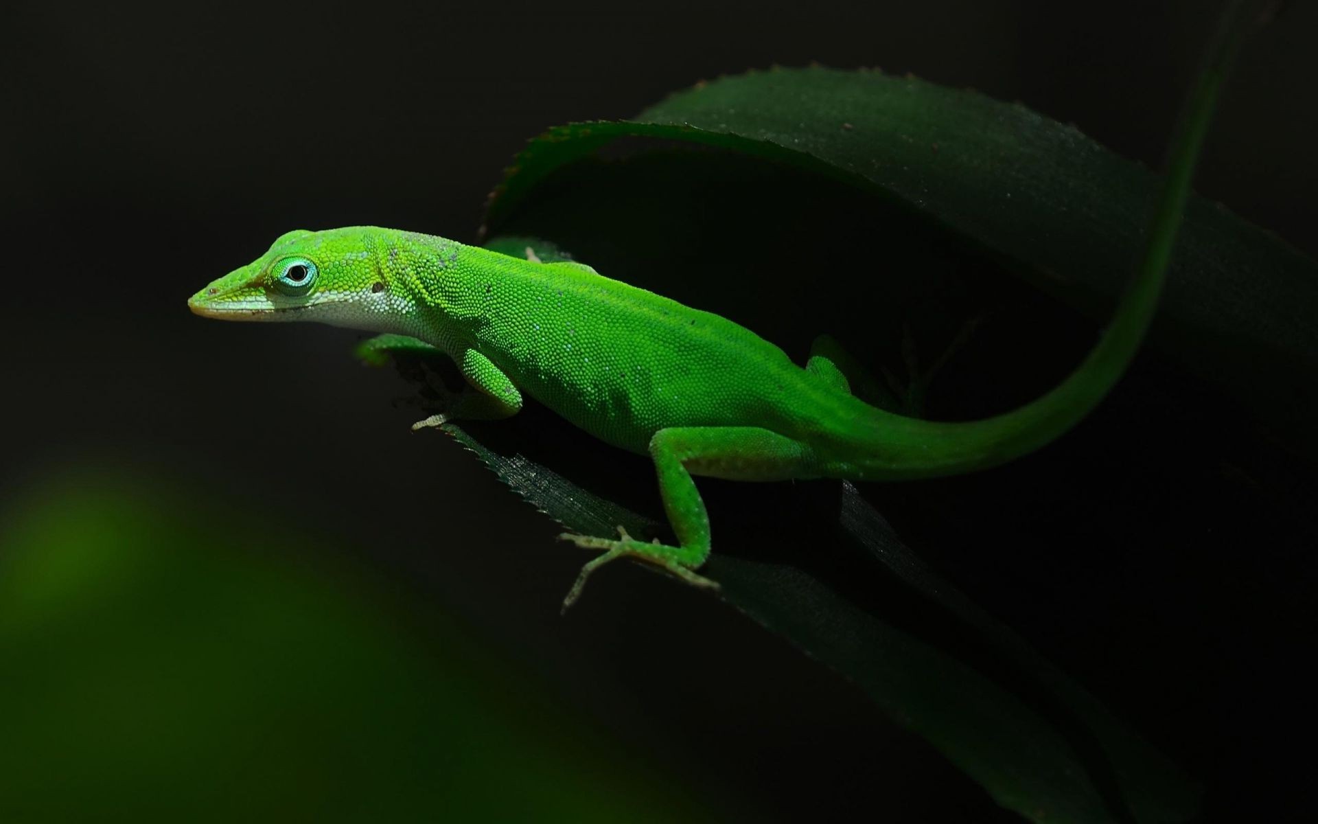 reptilien und frösche gazoo eidechse tierwelt regenwald gecko eine seitenansicht im freien natur frosch tier haustier baum blatt amphibie tageslicht