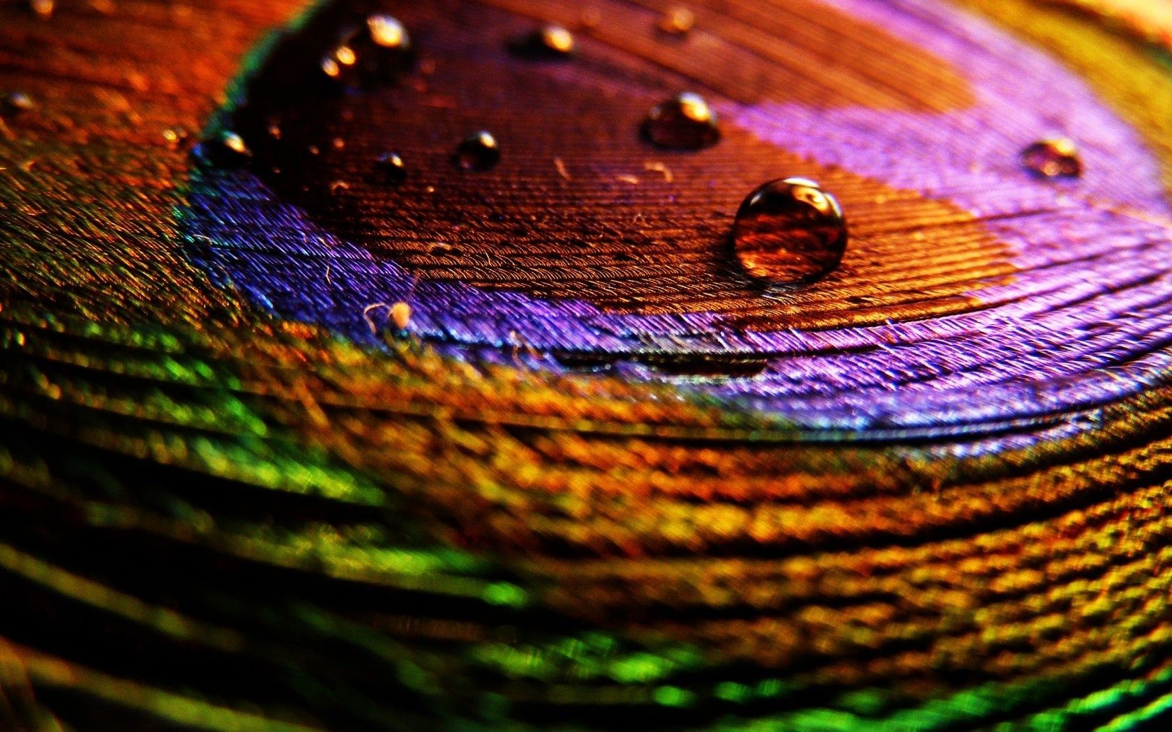 droplets and water round abstract color texture pattern desktop reflection bright nature design drop light rain wet water rainbow