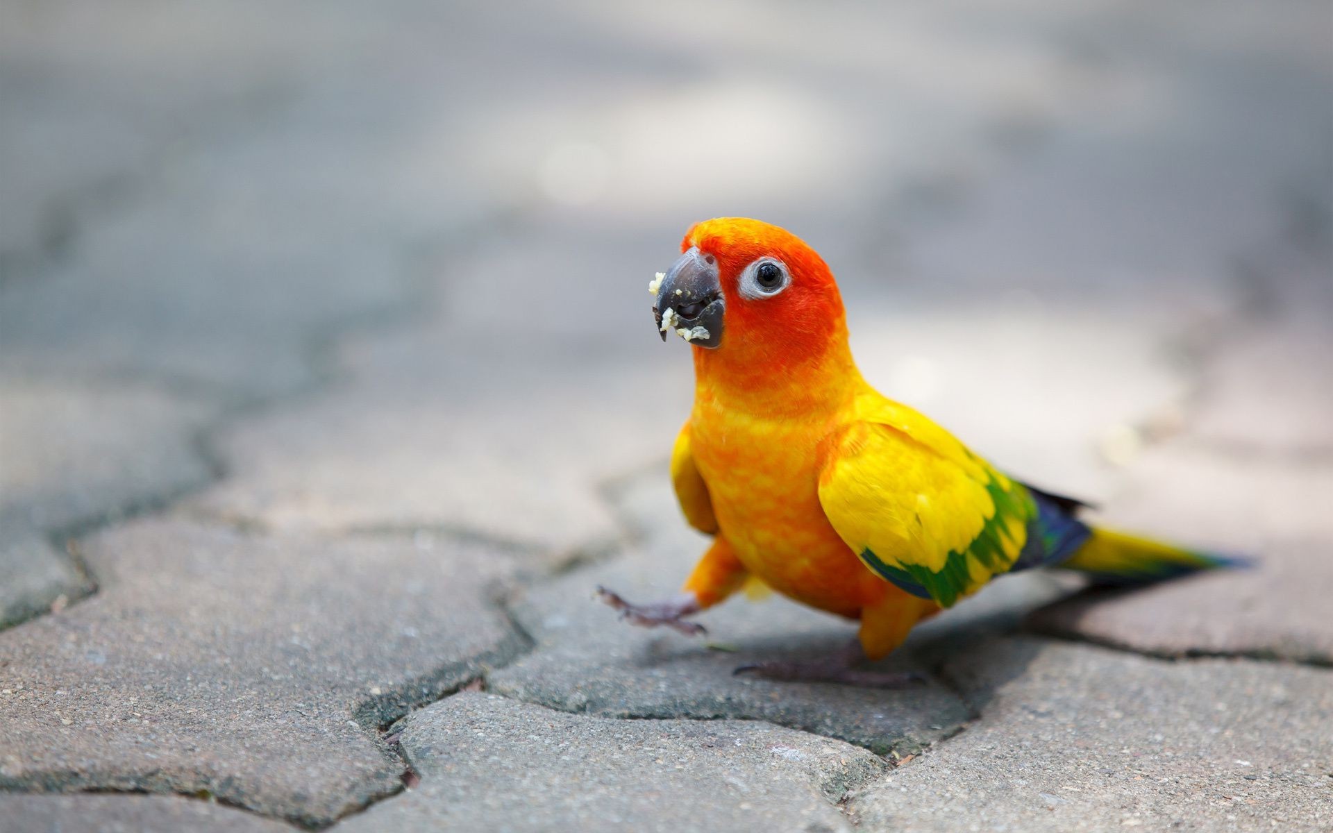 tiere vogel tierwelt natur tier wild tropisch