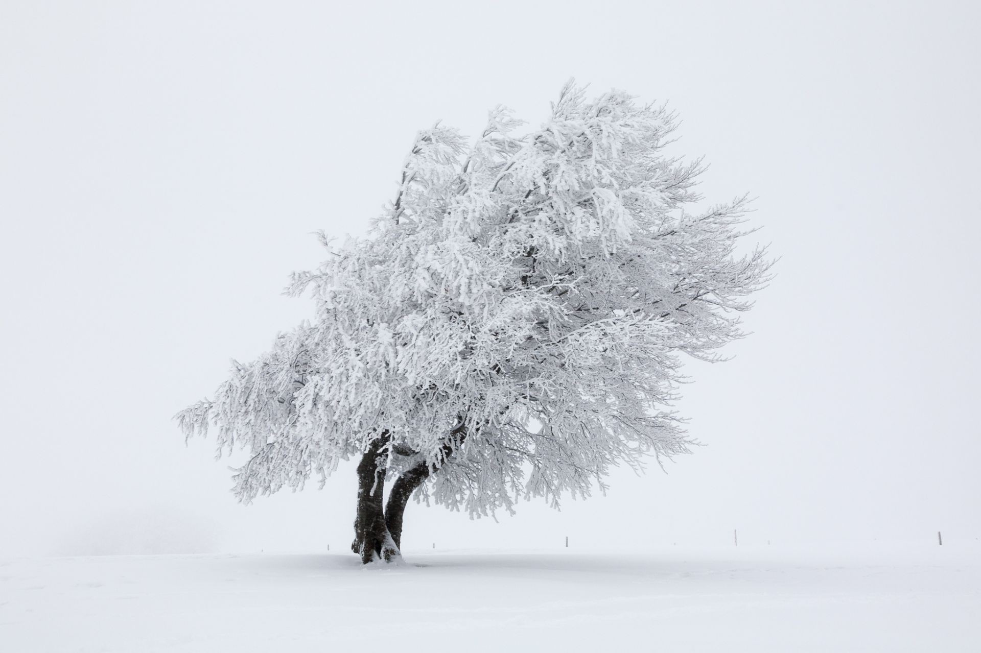 снег деревья snow trees загрузить