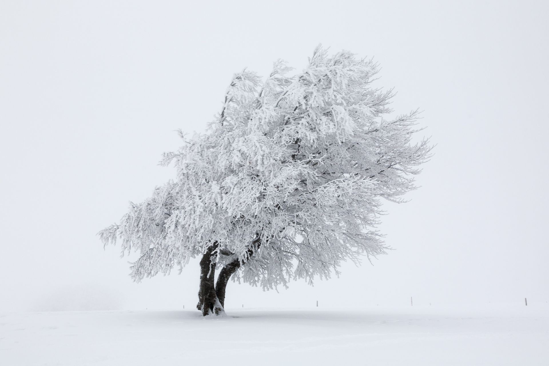 trees winter snow frost cold tree ice frozen weather fog landscape frosty