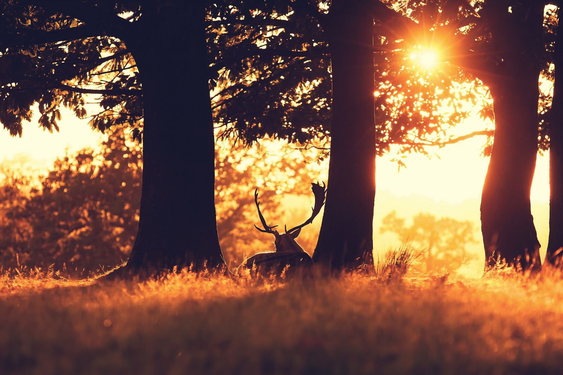 puesta de sol y amanecer árbol amanecer naturaleza madera iluminado otoño puesta de sol sol paisaje al aire libre luz noche parque buen tiempo miércoles temporada campo hoja crepúsculo