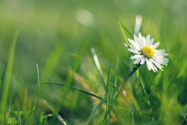 Summer nature. Chamomile among the grass