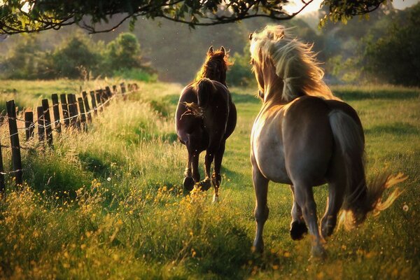 Pferd im Gras bei Sonnenuntergang