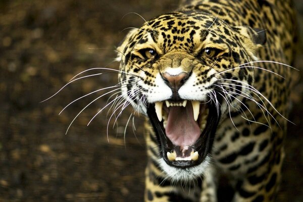 Leopardo gruñendo en la naturaleza