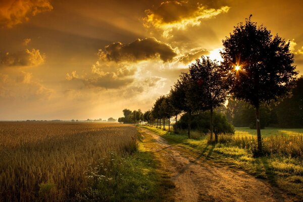 Tramonto alberi campo paesaggio strada