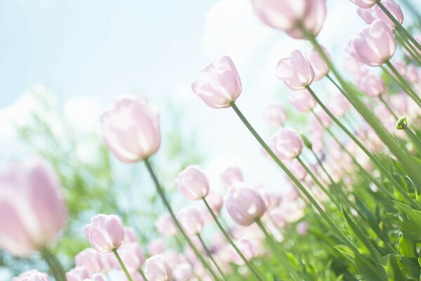 Flowers summer tulips from below