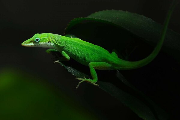 Un lagarto verde brillante se sienta en una hoja