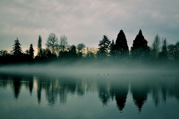 Morning pond in the fog