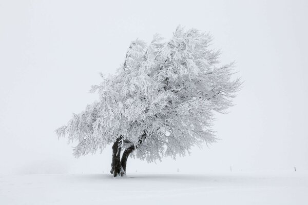 A snow-covered tree standing alone