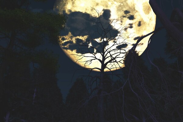 Großer Mond über einem ruhigen Wald