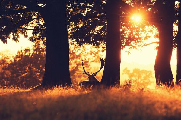 Ein schöner Sonnenaufgang für die Bewohner des Waldes