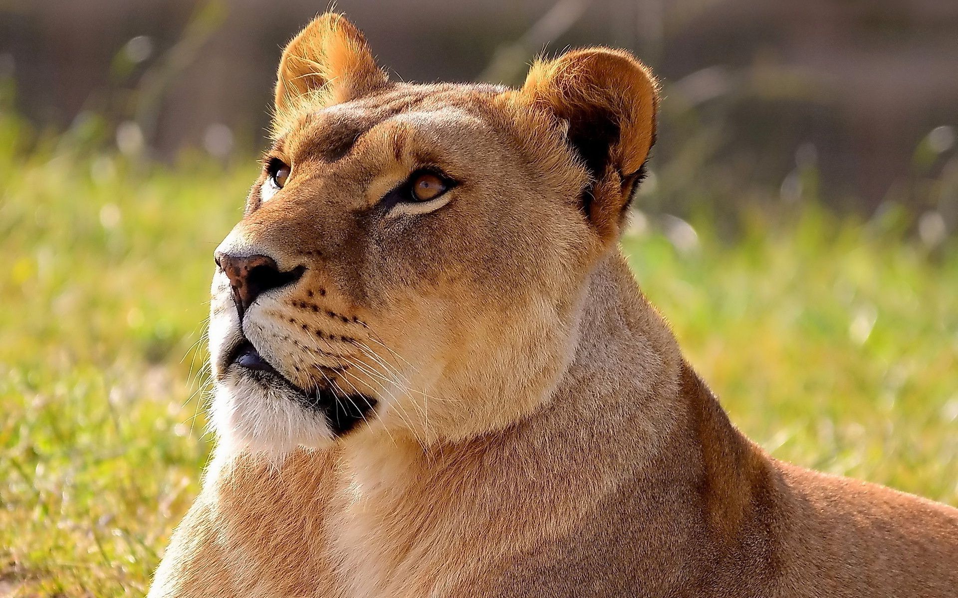 löwen katze löwe tierwelt säugetier tier raubtier natur wild löwin safari porträt fleischesser jäger auge fell zoo gras