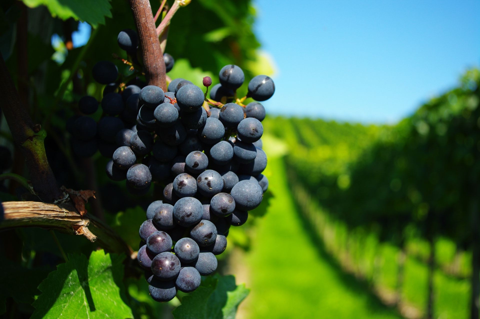 baies nature fruits feuille vigne pâturage été vignoble agriculture vins à l extérieur flore ferme alimentaire cluster arbre raisin cave grandir juteux