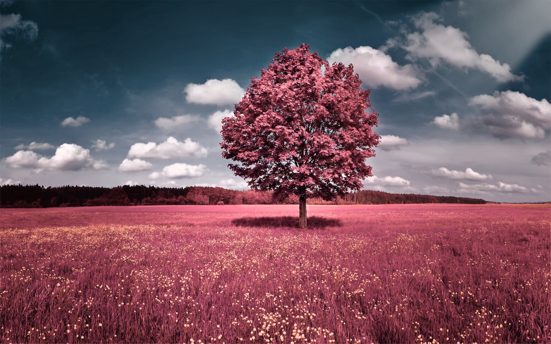 creative landscape outdoors nature flower tree rural sky countryside grass field bright sun summer dawn season hayfield fair weather