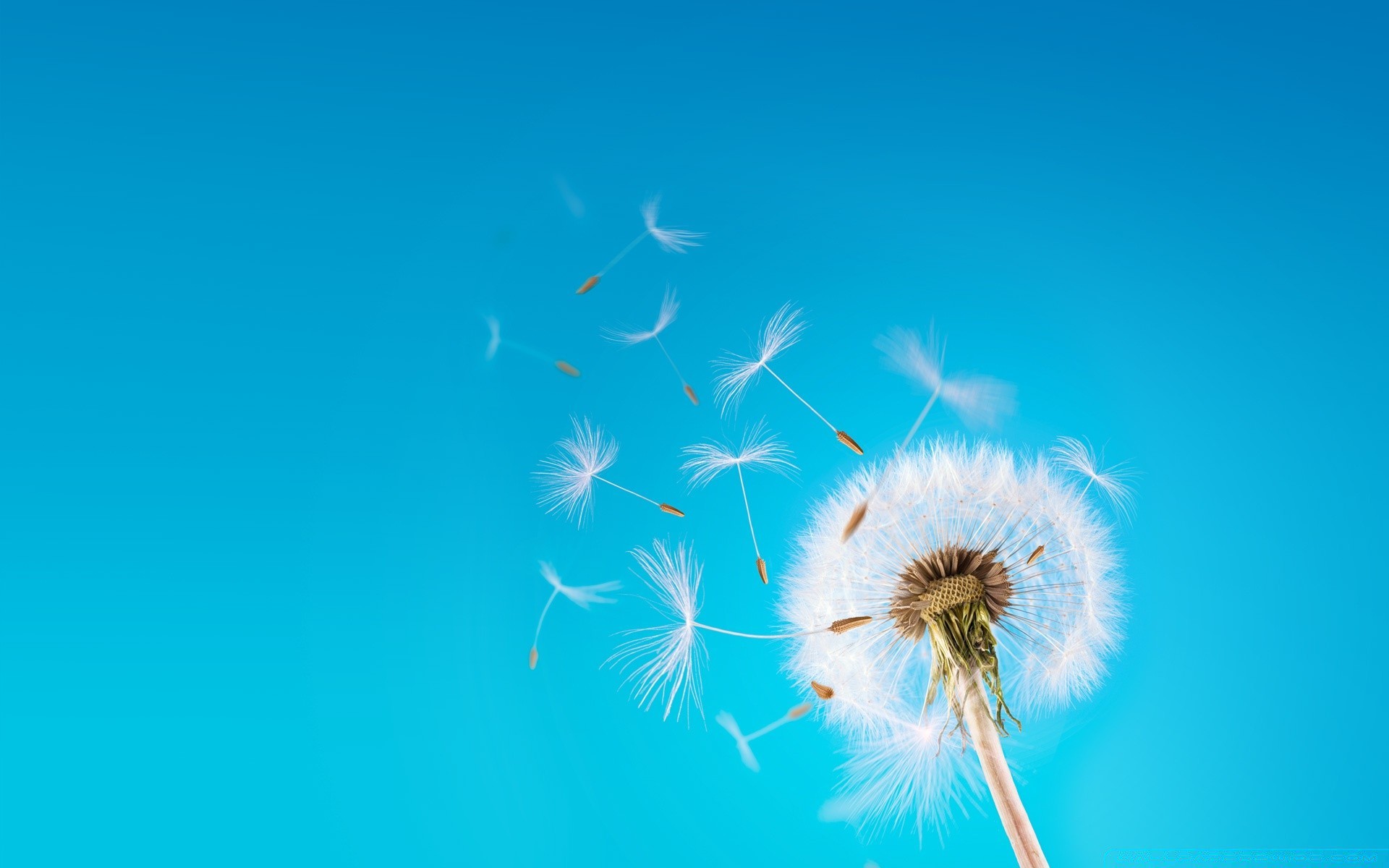 créativité pissenlit vers le bas ciel nature vent été à l extérieur douceur liberté lumineux beau temps