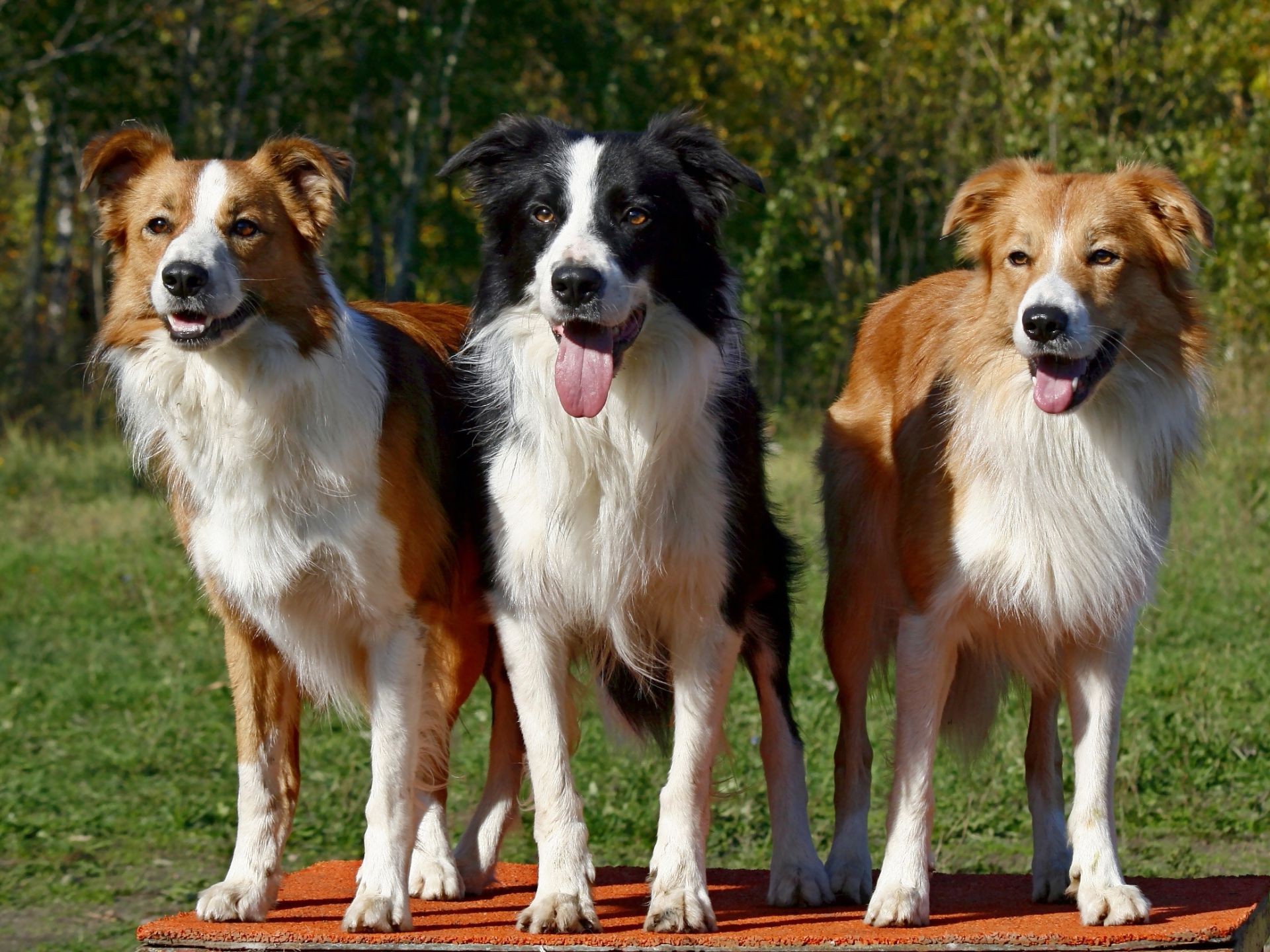 hunde säugetier hund haustier tier hundespezialist gras rasse stammbaum inländische