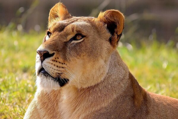 Lioness nature animal world attention