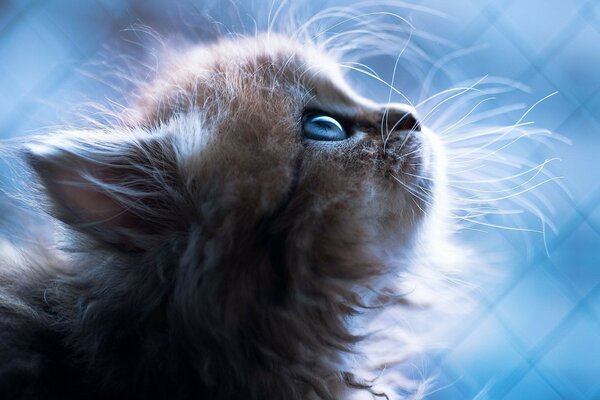 Chaton sur fond bleu