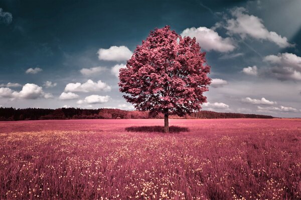 A lonely tree in a clearing against a gray cloudy sky