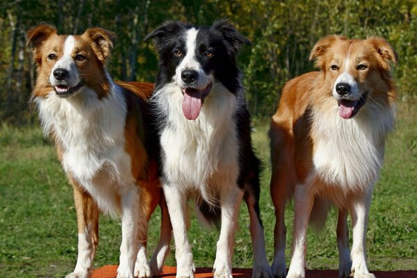 Trois chiens attendent la commande du propriétaire