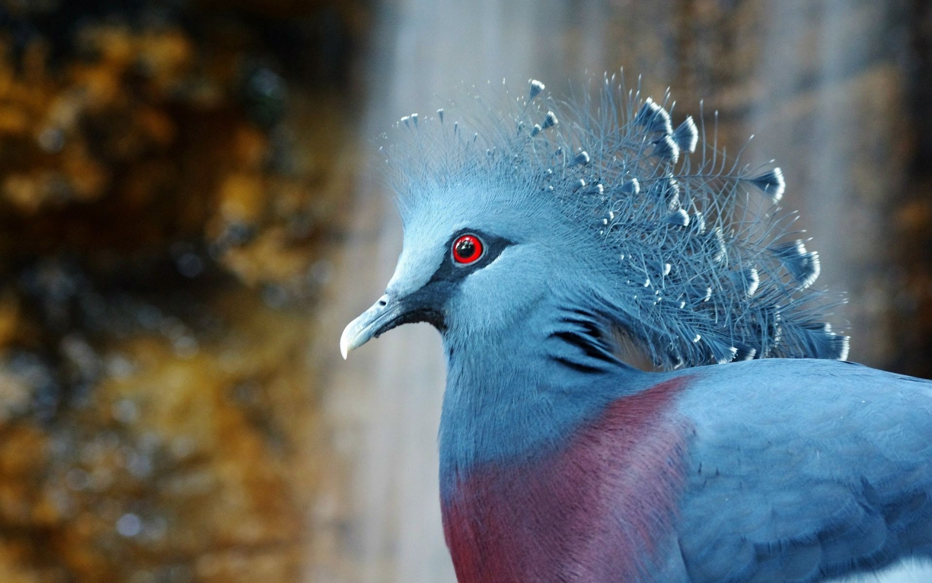 animaux oiseau faune animal nature zoo plume portrait à l extérieur