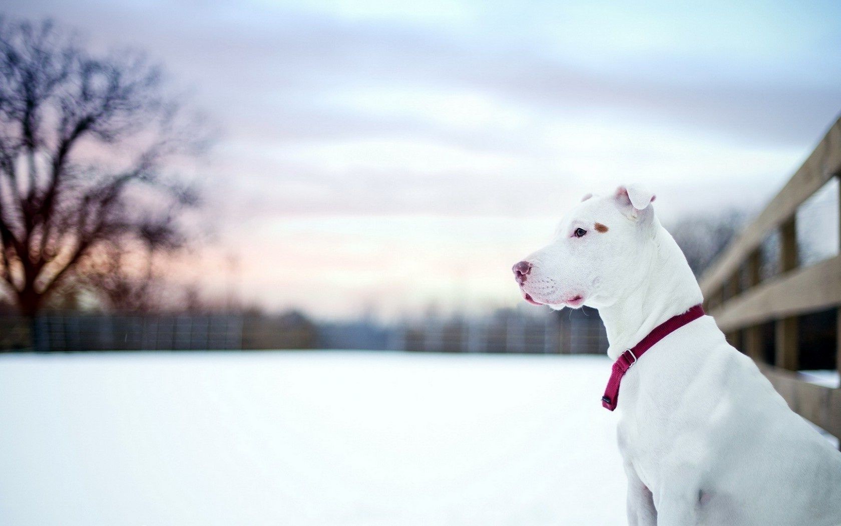 dogs winter snow dog nature cold outdoors portrait one landscape fair weather wood