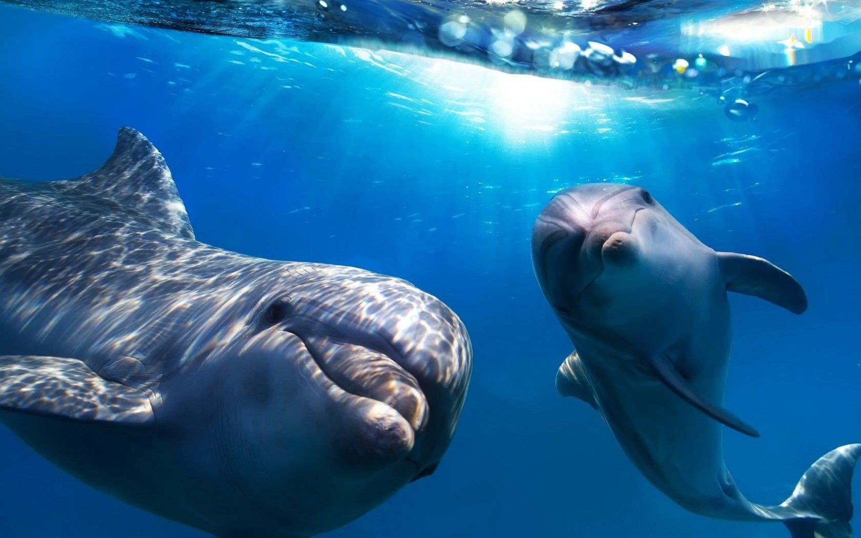 animales bajo el agua peces soplador ballena océano natación agua delfín mar tiburón acuario buceo vida silvestre marina