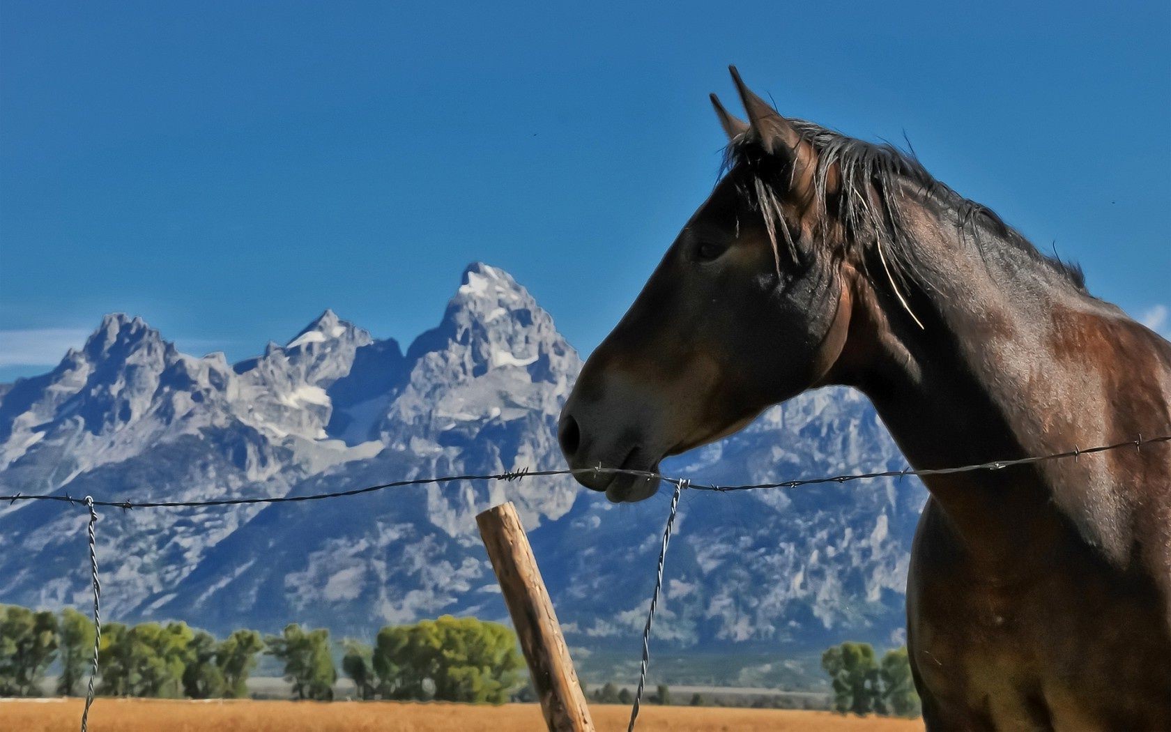 horses mammal cavalry nature outdoors sky snow winter animal horse