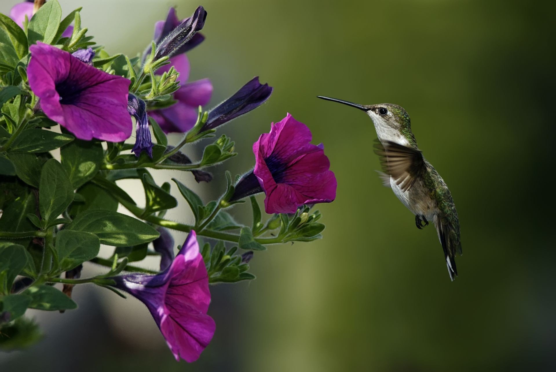 hayvanlar çiçek doğa bahçe flora yaprak yaz açık havada renk yakın çekim çiçeklenme