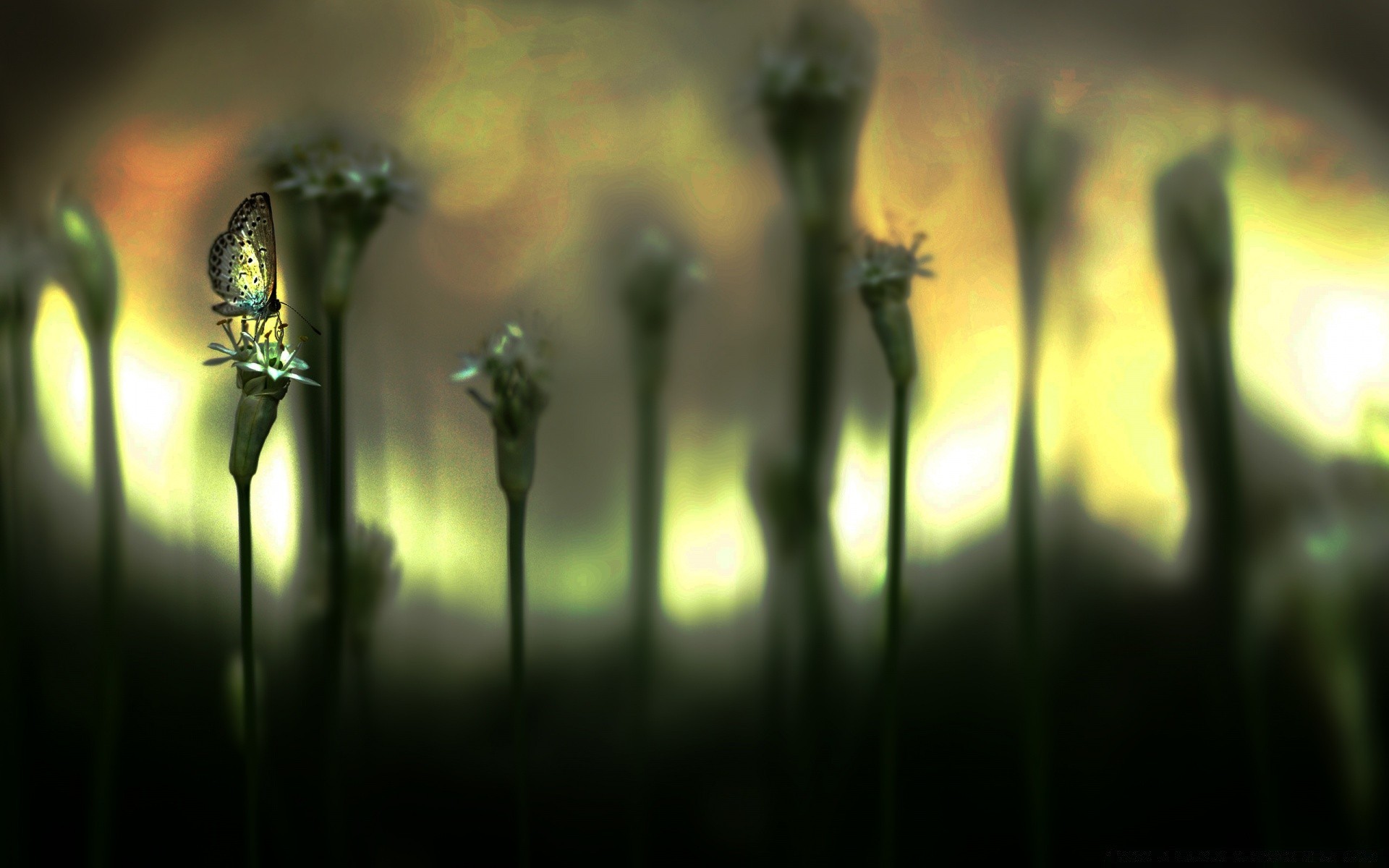 fantasy flou aube coucher de soleil rétro-éclairé lumière soleil insecte fleur herbe jardin dof à l extérieur beau temps