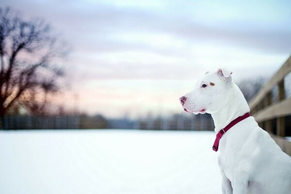 Schneeweißer Hund vor dem Hintergrund des Schnees