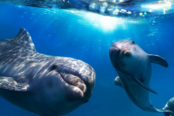 Mundo submarino de delfines lindos