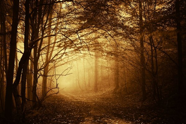 Bosque de otoño y árboles en la niebla