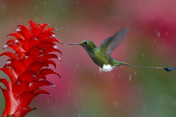 Oiseau Colibri closeup