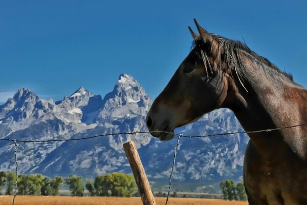 Horse on the background of rocks and sky